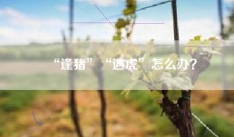“逢猪”“遇虎”怎么办？